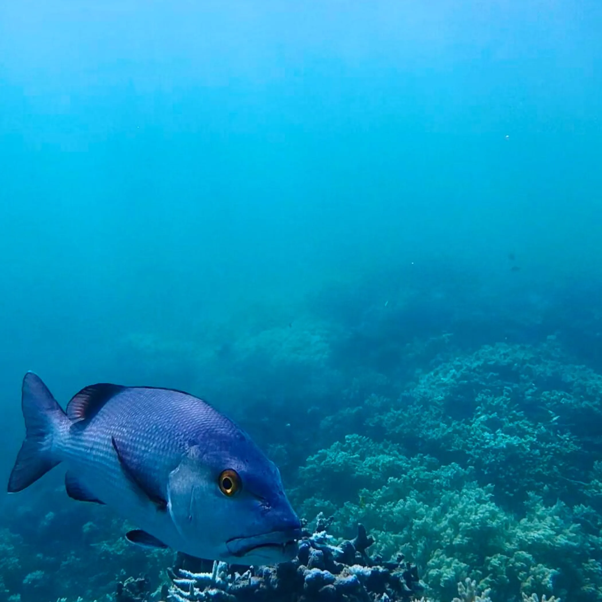 underwater coral reef with fish