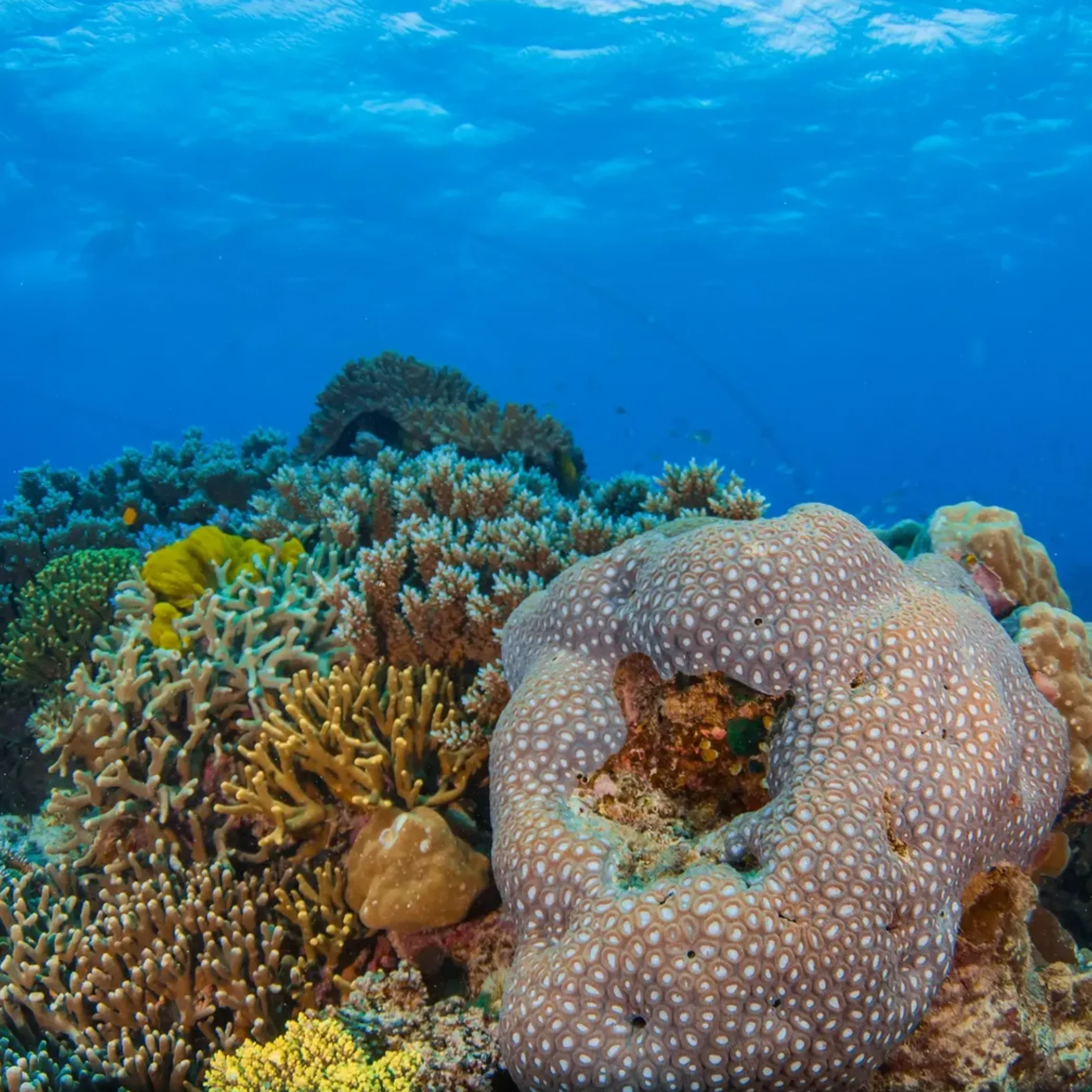 colorful coral reef underwater scene