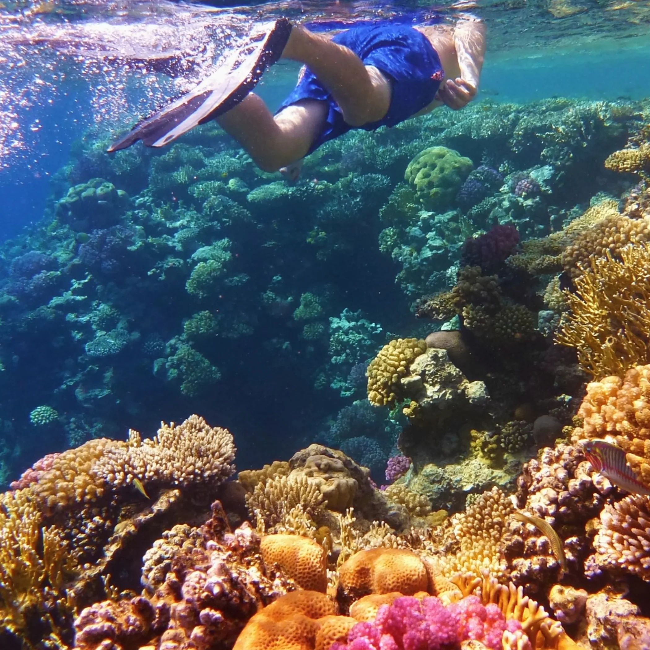 snorkeler swimming over colorful coral reef