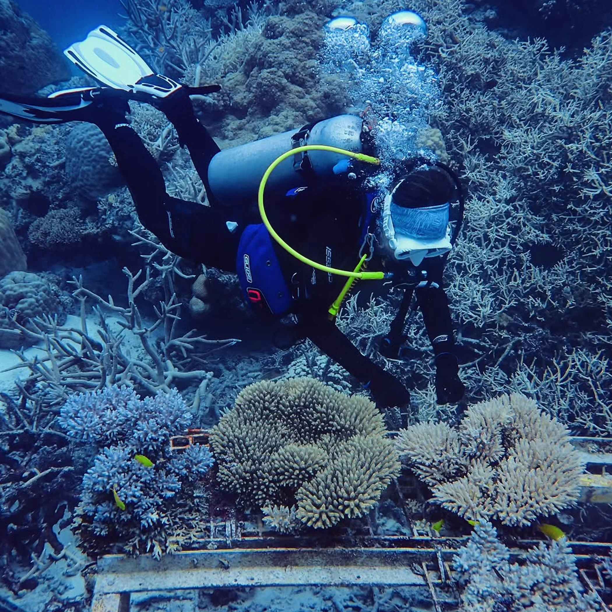 underwater coral reef scene