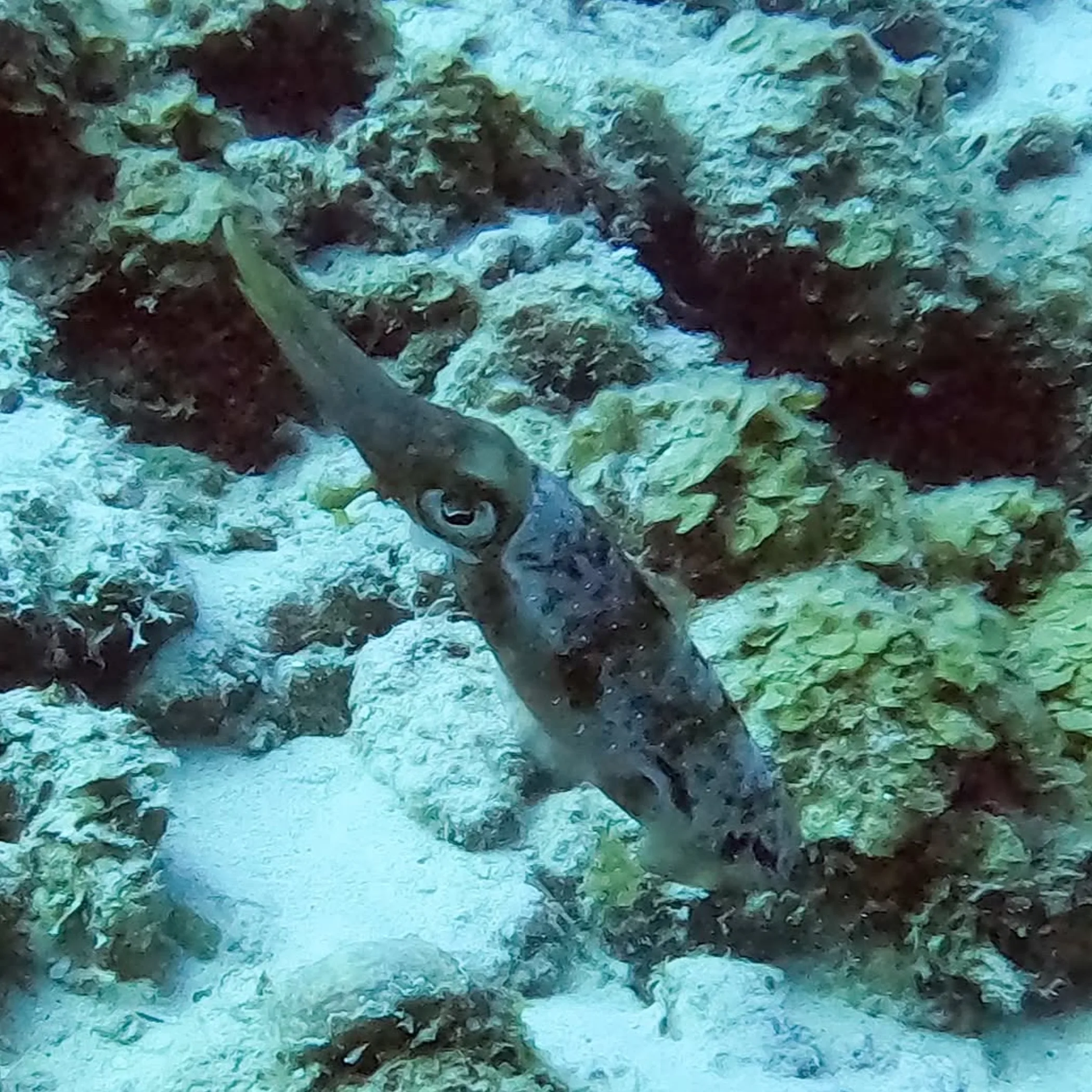 reef squid underwater close-up