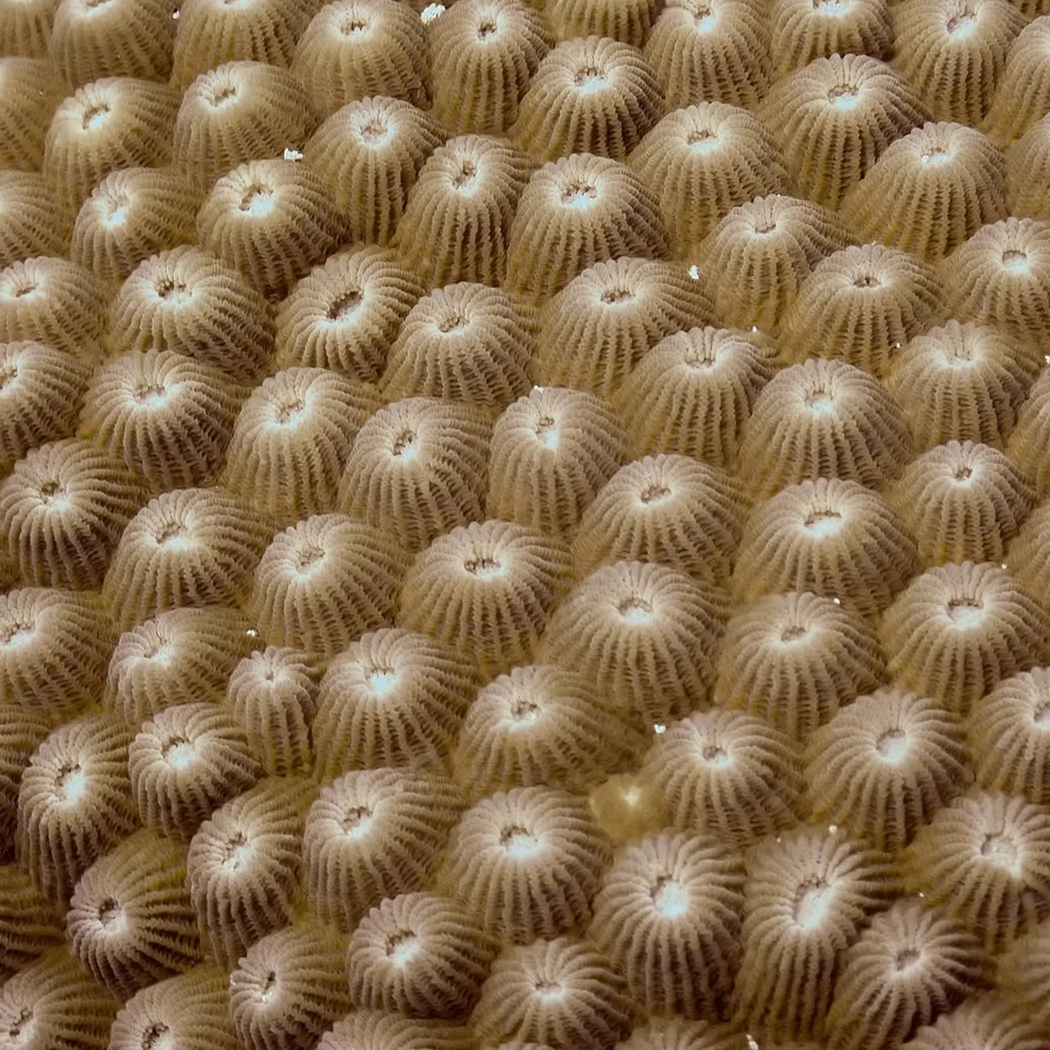 close-up of colorful coral reef