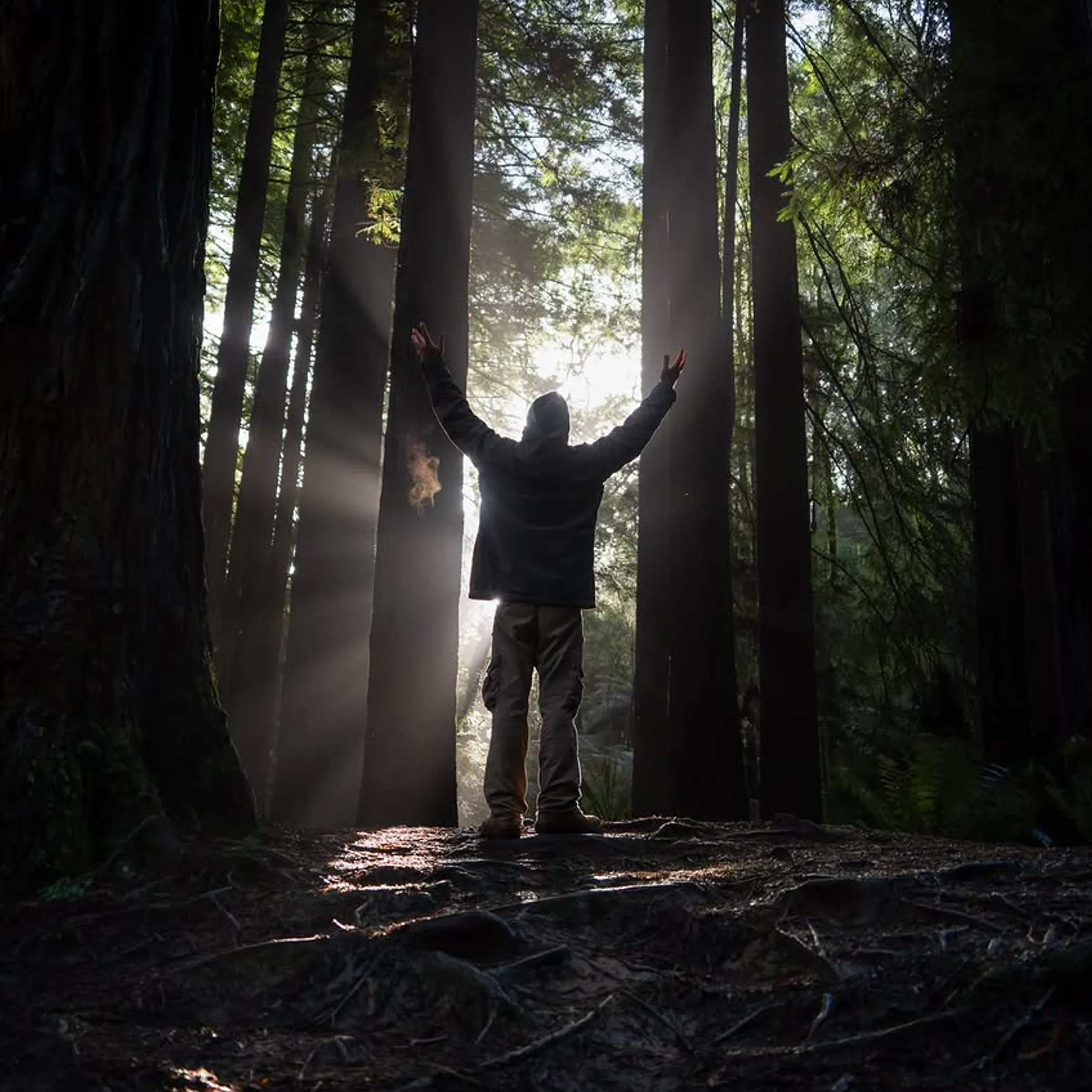 great ocean road redwood forest