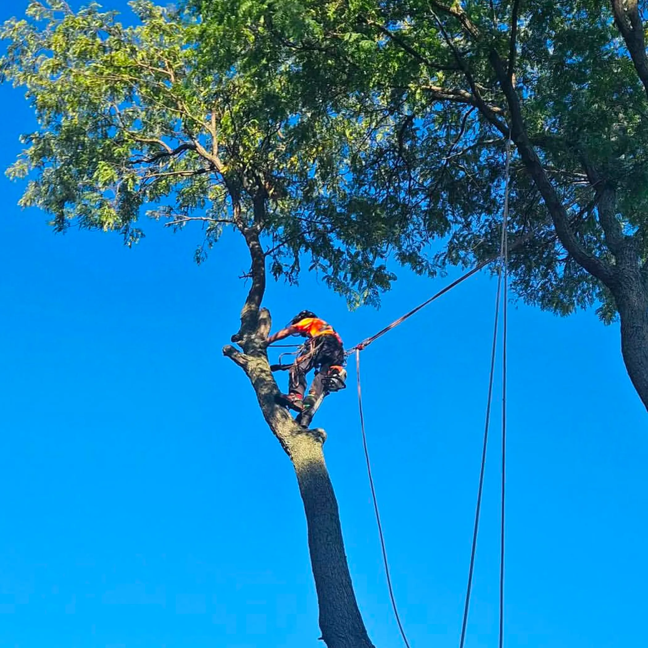 tree worker using climbing equipment