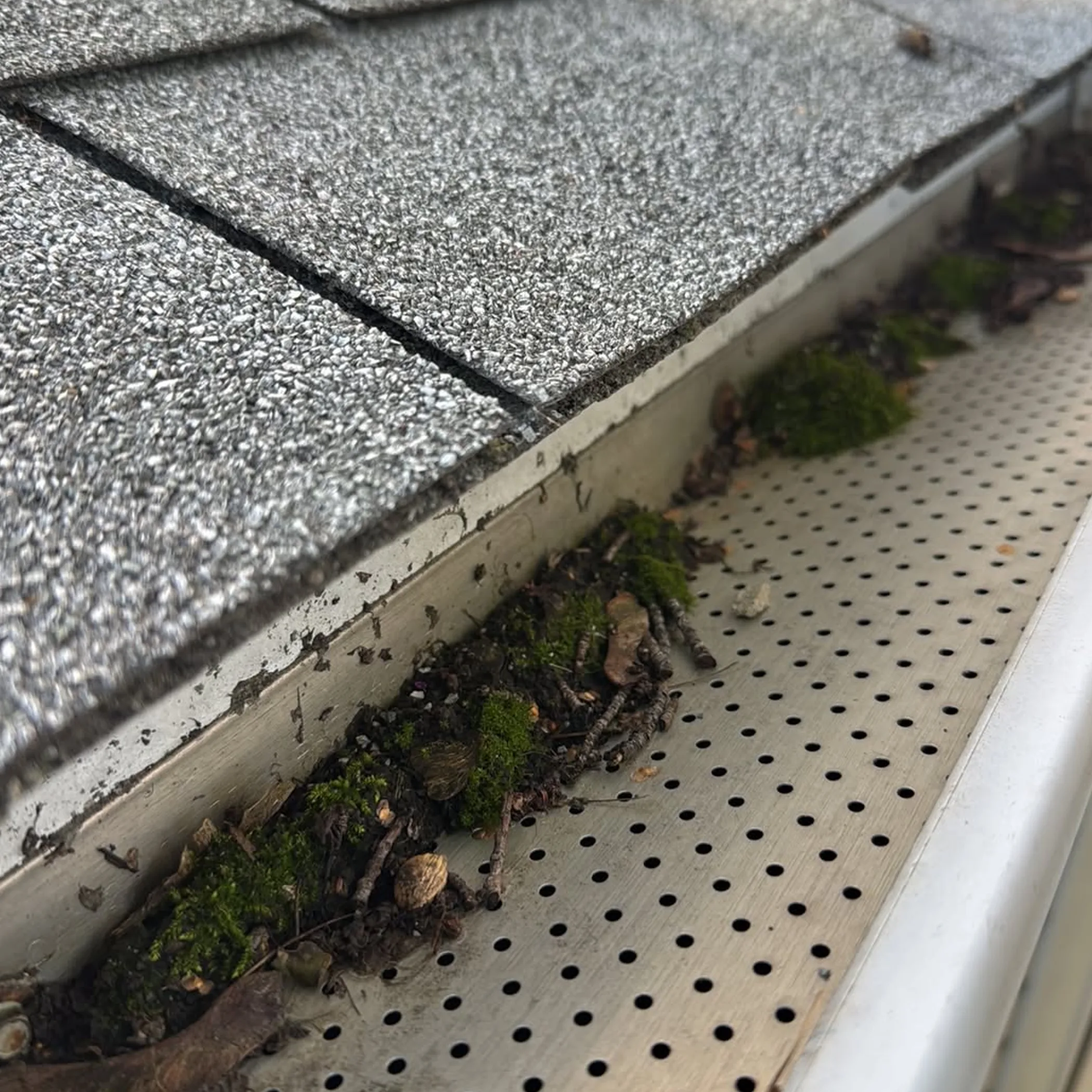 gutter debris and drainage maintenance